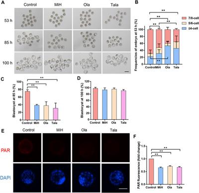 Protective Effect of Minocycline Hydrochloride on the Mouse Embryonic Development Against Suboptimal Environment